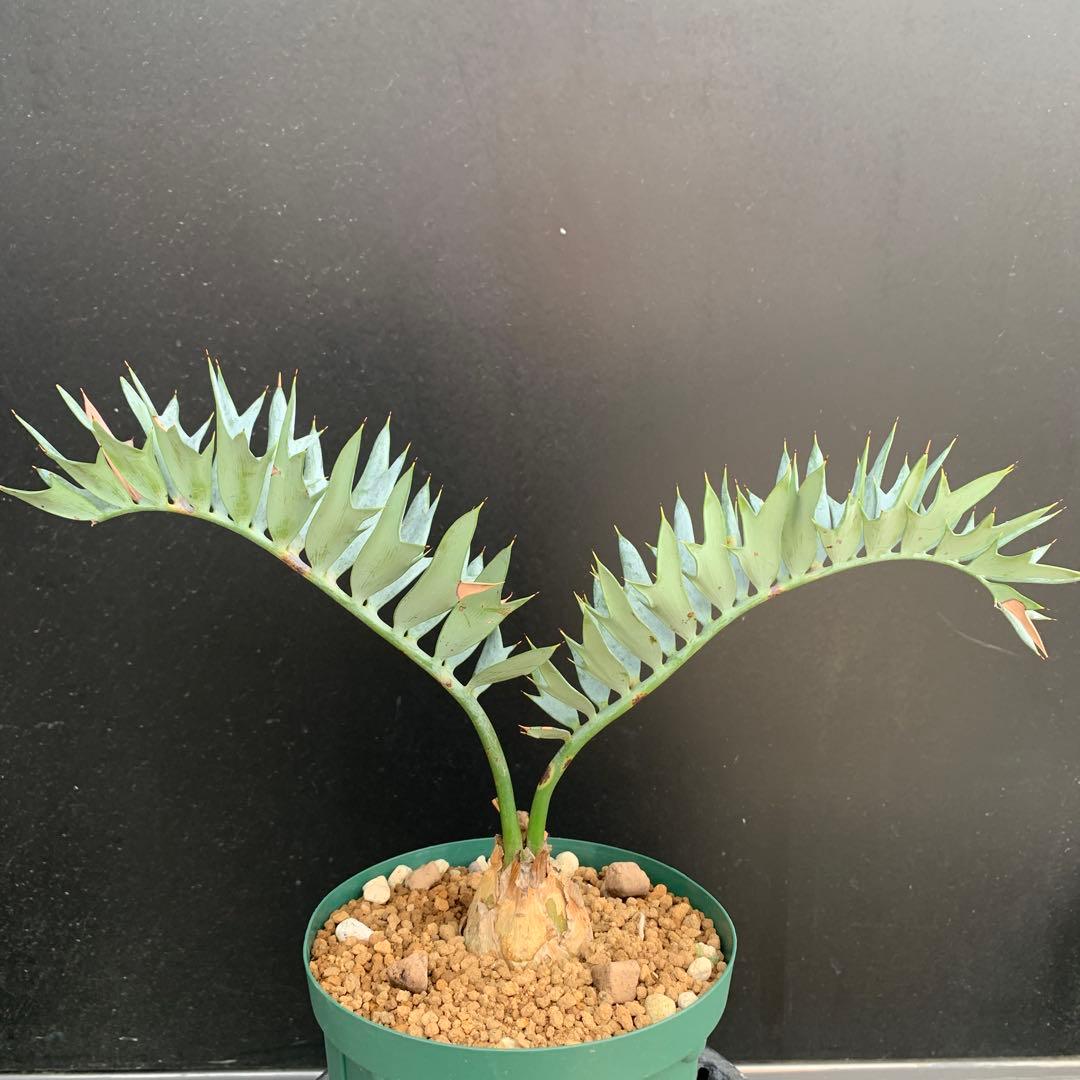 【南アフリカ産】エンセファラルトス・ホリダス(発根済)No3-45