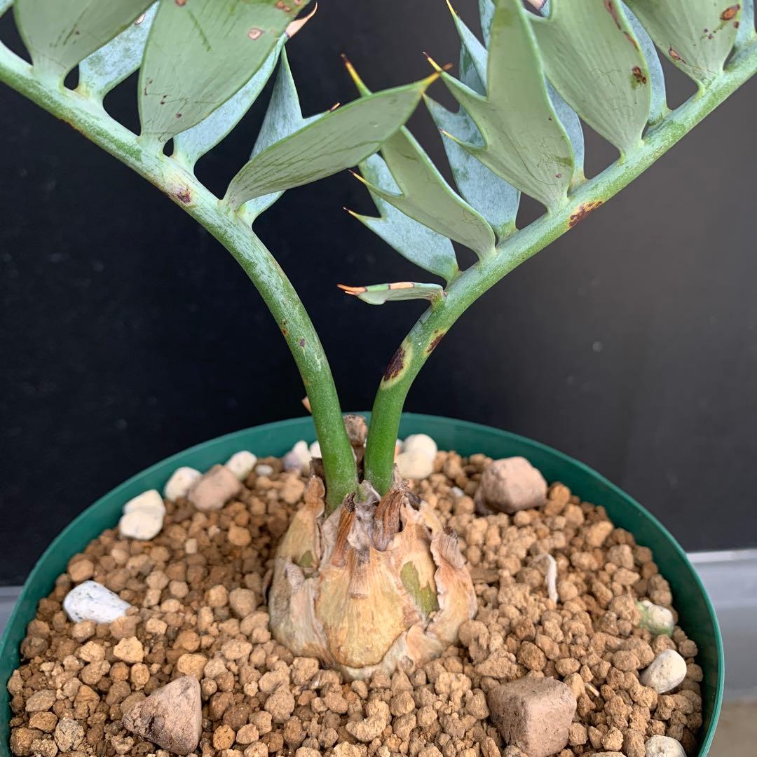 【南アフリカ産】エンセファラルトス・ホリダス(発根済)No3-45