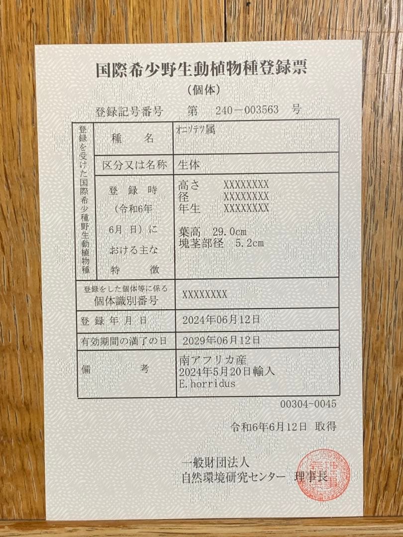 【南アフリカ産】エンセファラルトス・ホリダス(発根済)No3-45