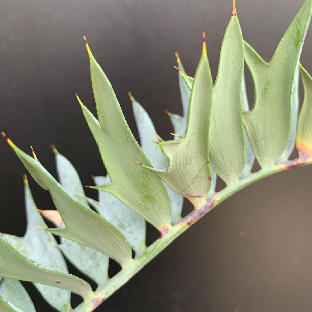 【南アフリカ産】エンセファラルトス・ホリダス(発根済)No3-45