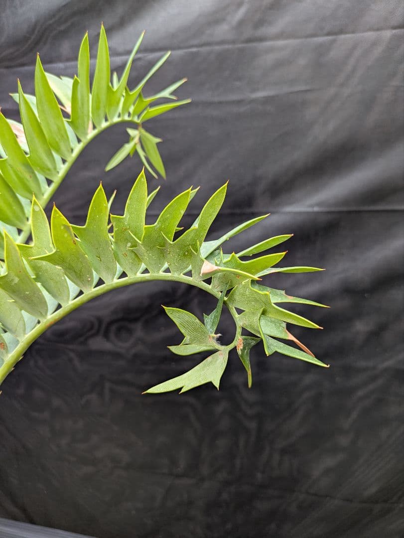 エンセファラルトス アレナリウス 盆栽 超希少種