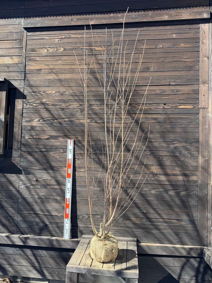 カツラ（桂）本株立ち【現品発送】管理 80048