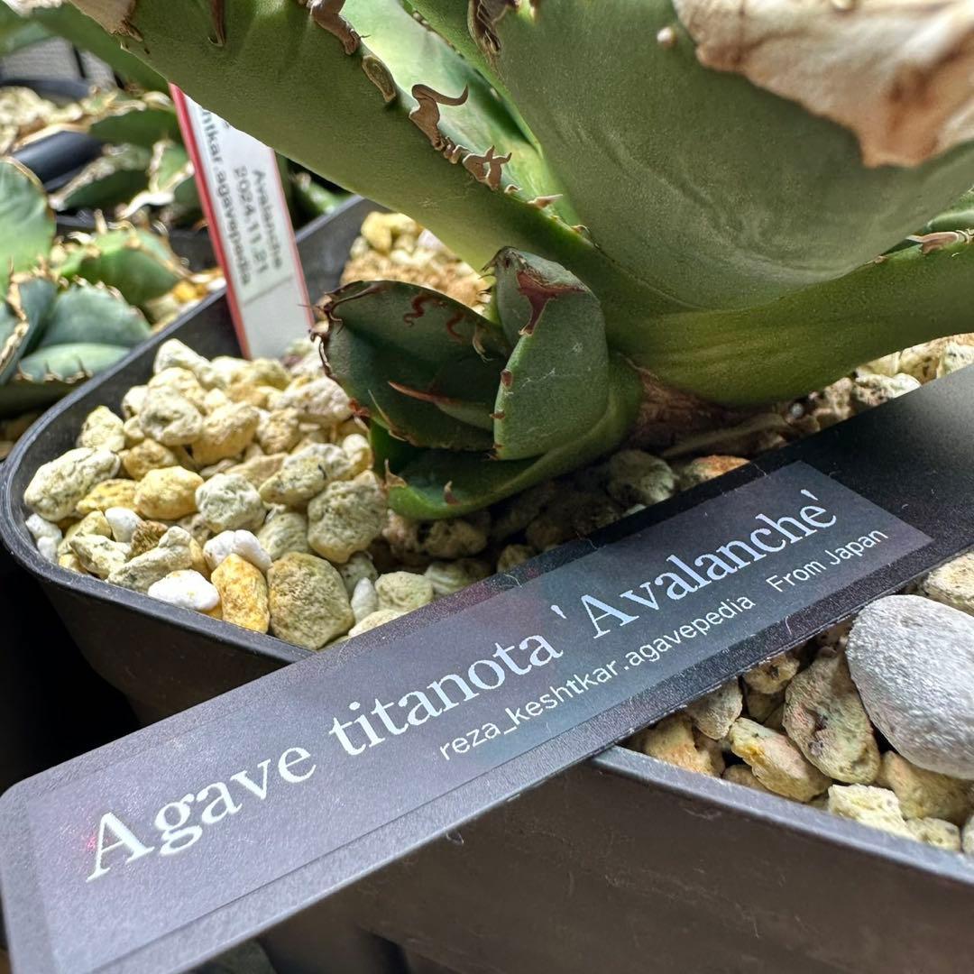 アガベ　チタノタ　Avalanche レザ血統