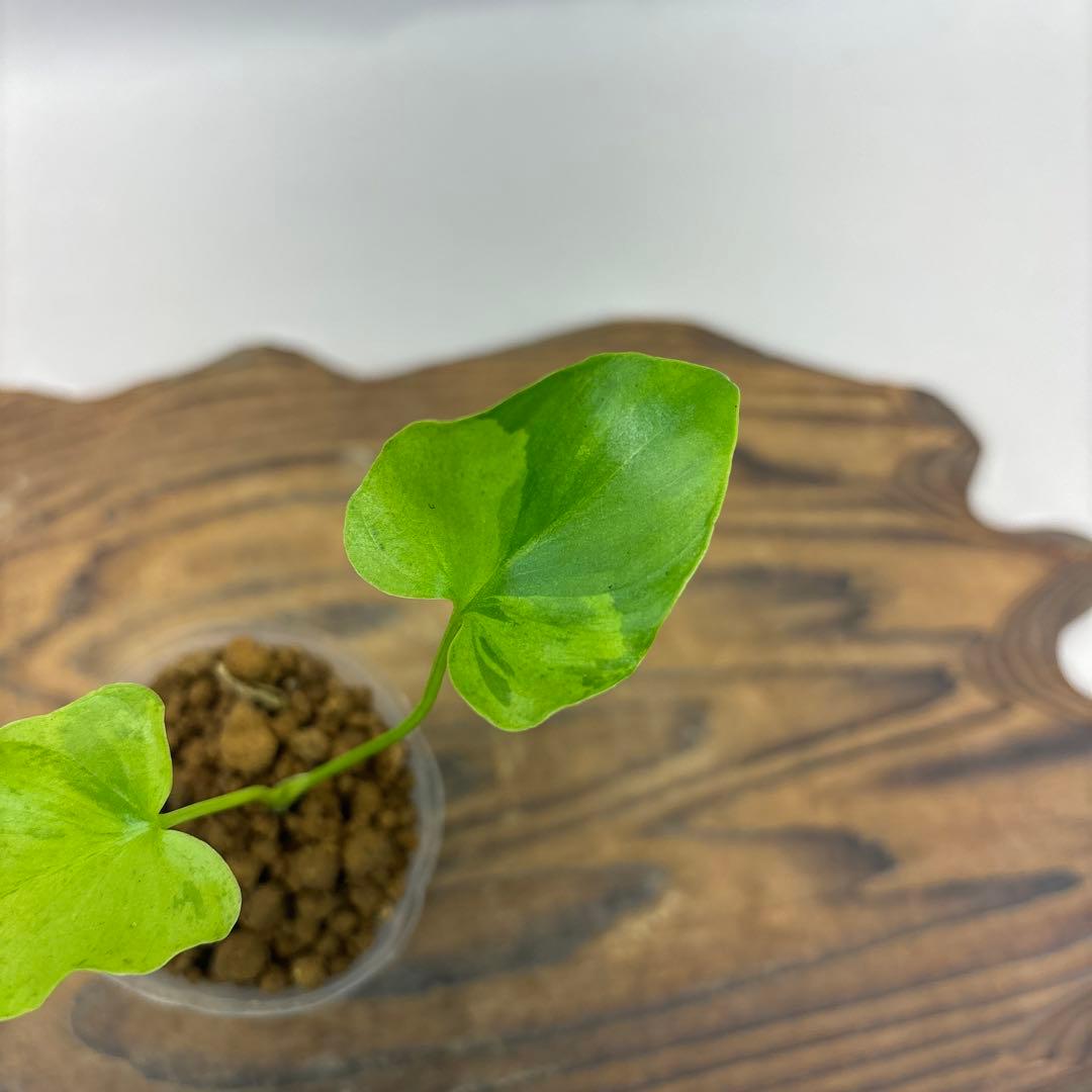 K*N様 フィロデンドロン・セローム・斑入り lsw527