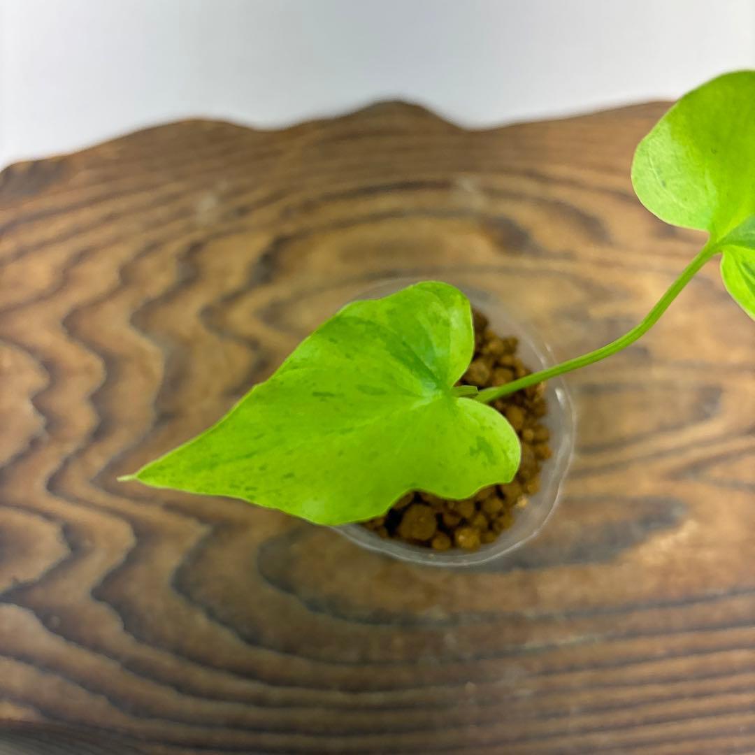 K*N様 フィロデンドロン・セローム・斑入り lsw527