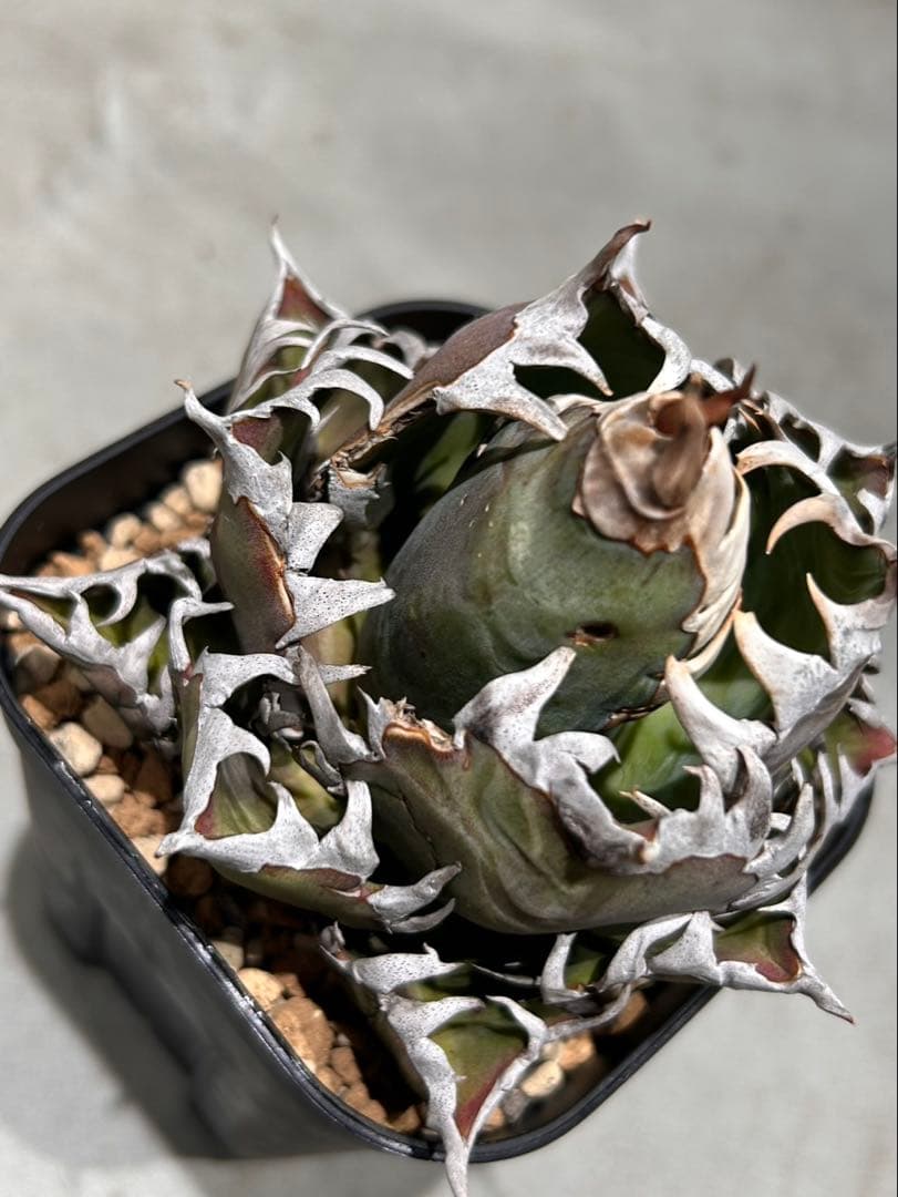 アガベ　赤猫　ゴリ猫　B