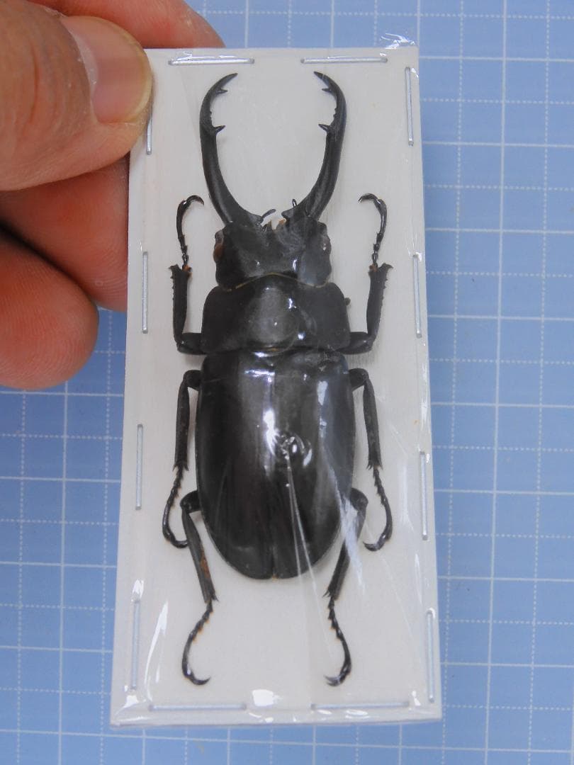 インドネシア産　デキピエンスノコギリクワガタ黒化型　57mm