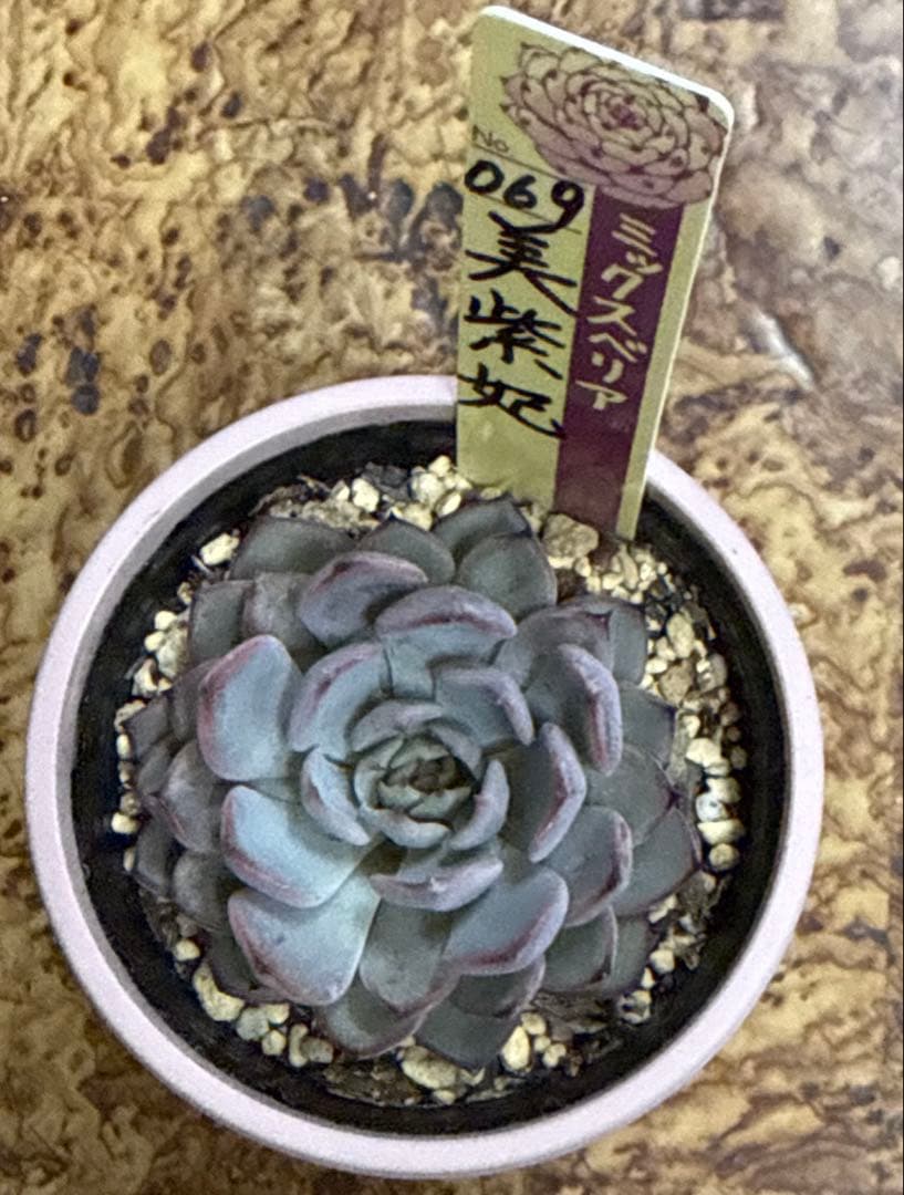 ミックスベリア　おらいさん苗　美紫妃　札付き