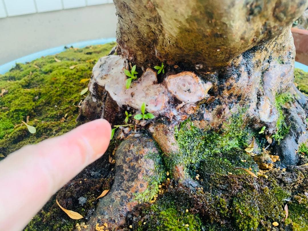 皐月盆栽　サツキ　ツチジ