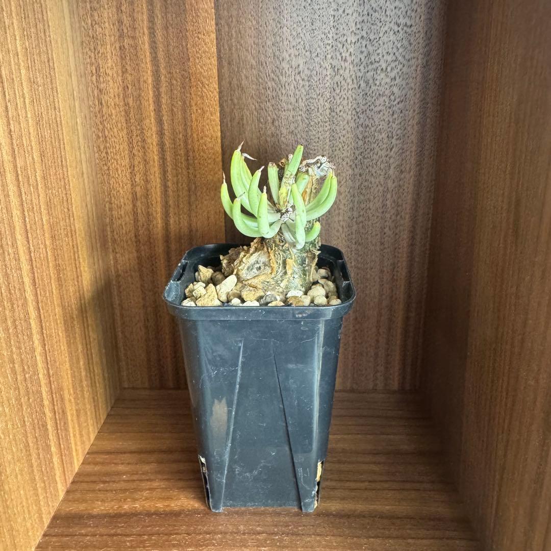 【開花株】チレコドン ペアルソニー