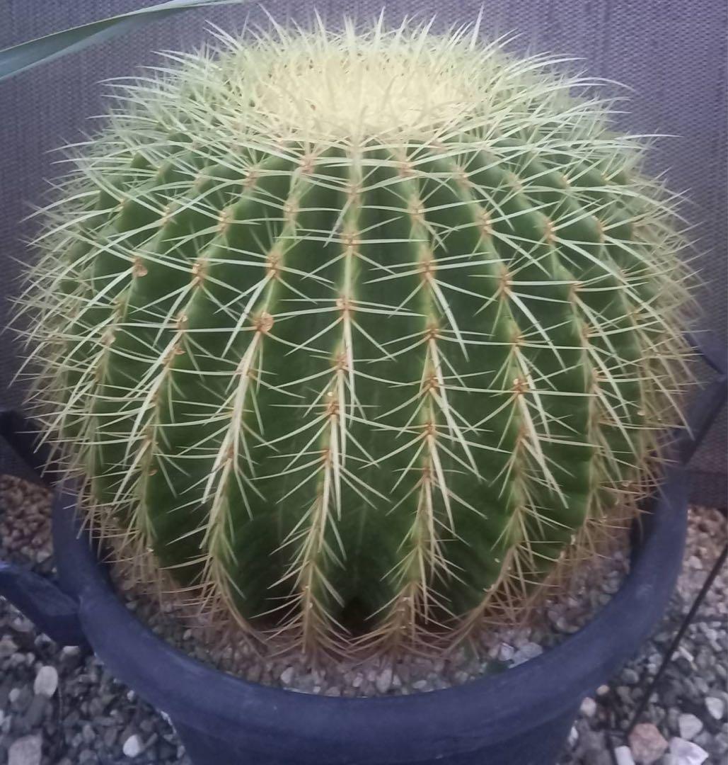 金鯱 サボテン 特大