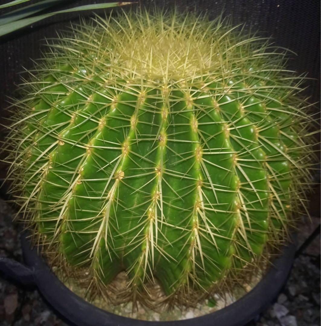 金鯱 サボテン 特大