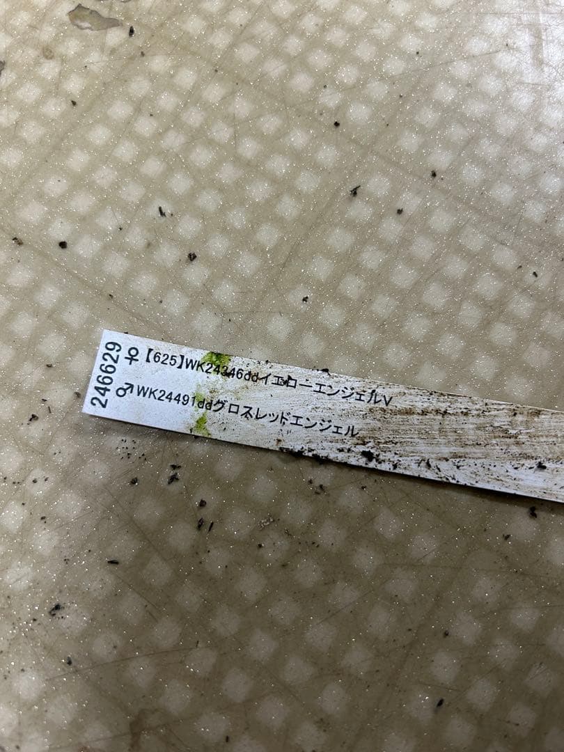 グロスレッドエンジェル 加藤農園クリスマスローズ同梱可能