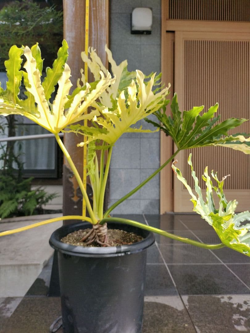 フィロデンドロン　セローム　黄色斑　斑入り　希少　レア