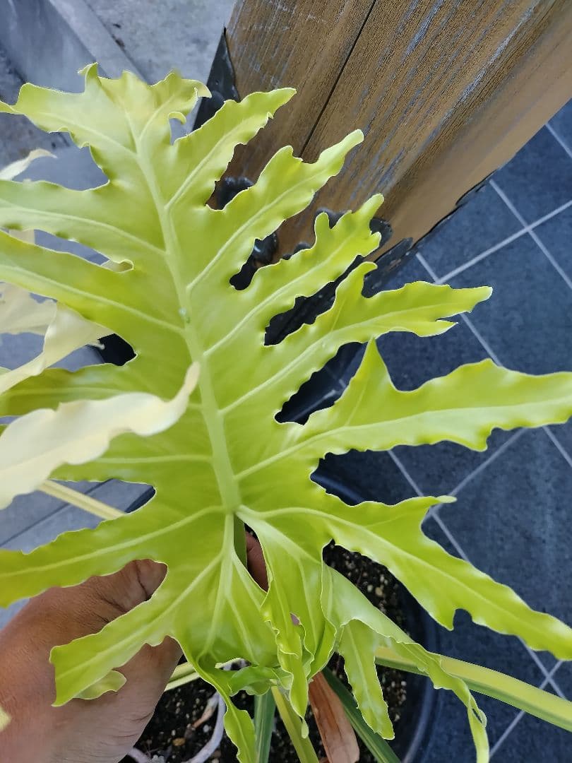 フィロデンドロン　セローム　黄色斑　斑入り　希少　レア