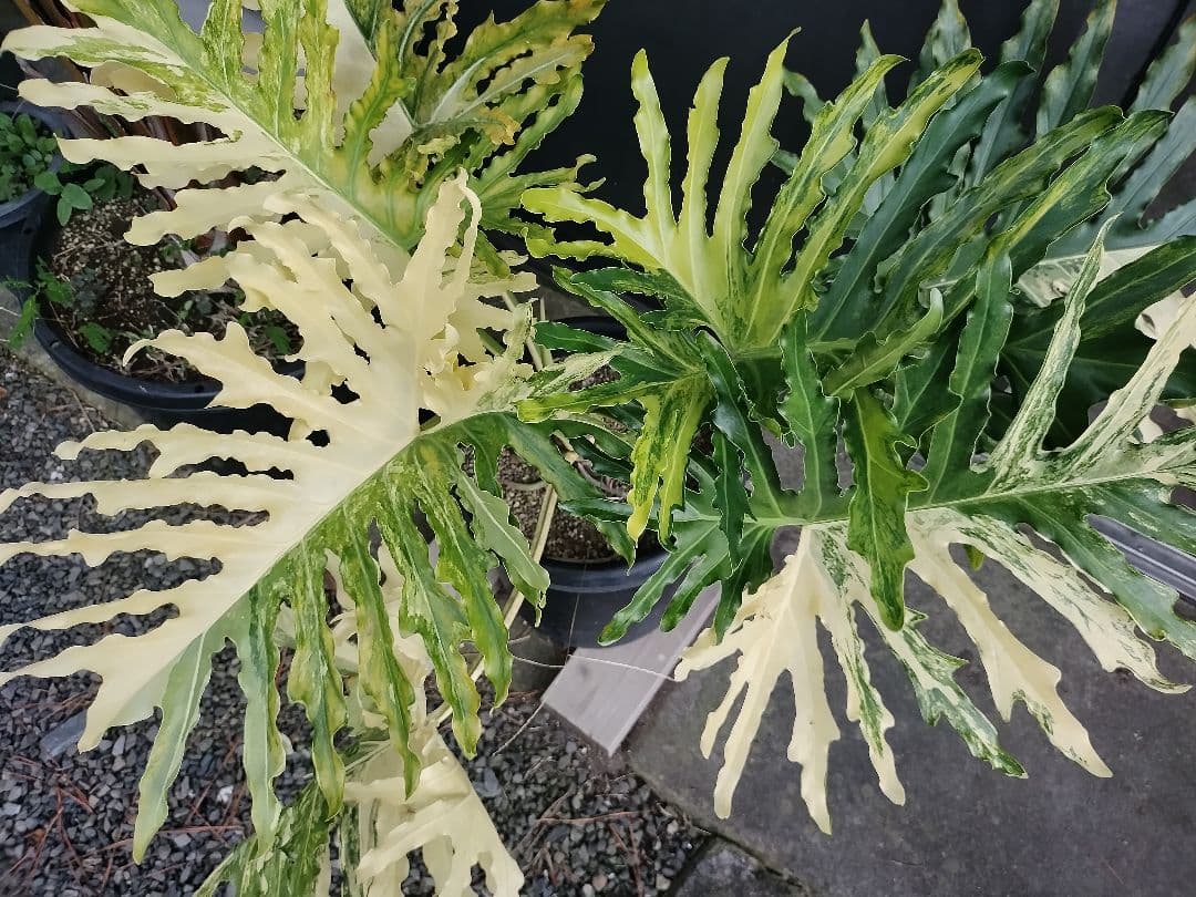 フィロデンドロン　セローム　黄色斑　斑入り　希少　レア