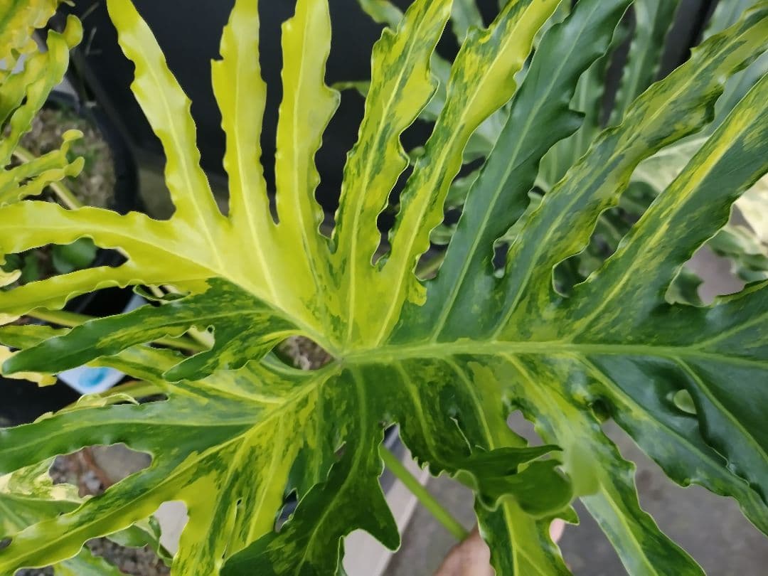 フィロデンドロン　セローム　黄色斑　斑入り　希少　レア