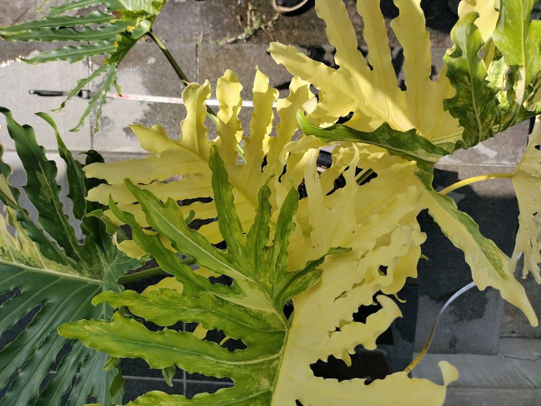 フィロデンドロン　セローム　黄色斑　斑入り　希少　レア