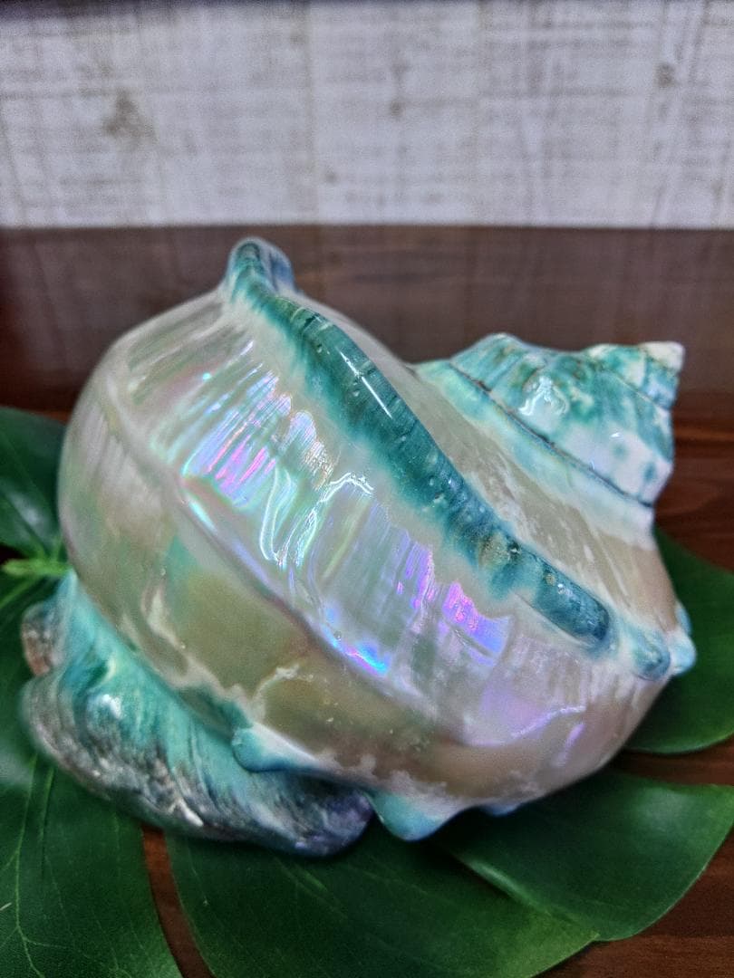 極美！夜光貝の置物(大)　真珠層仕上げ