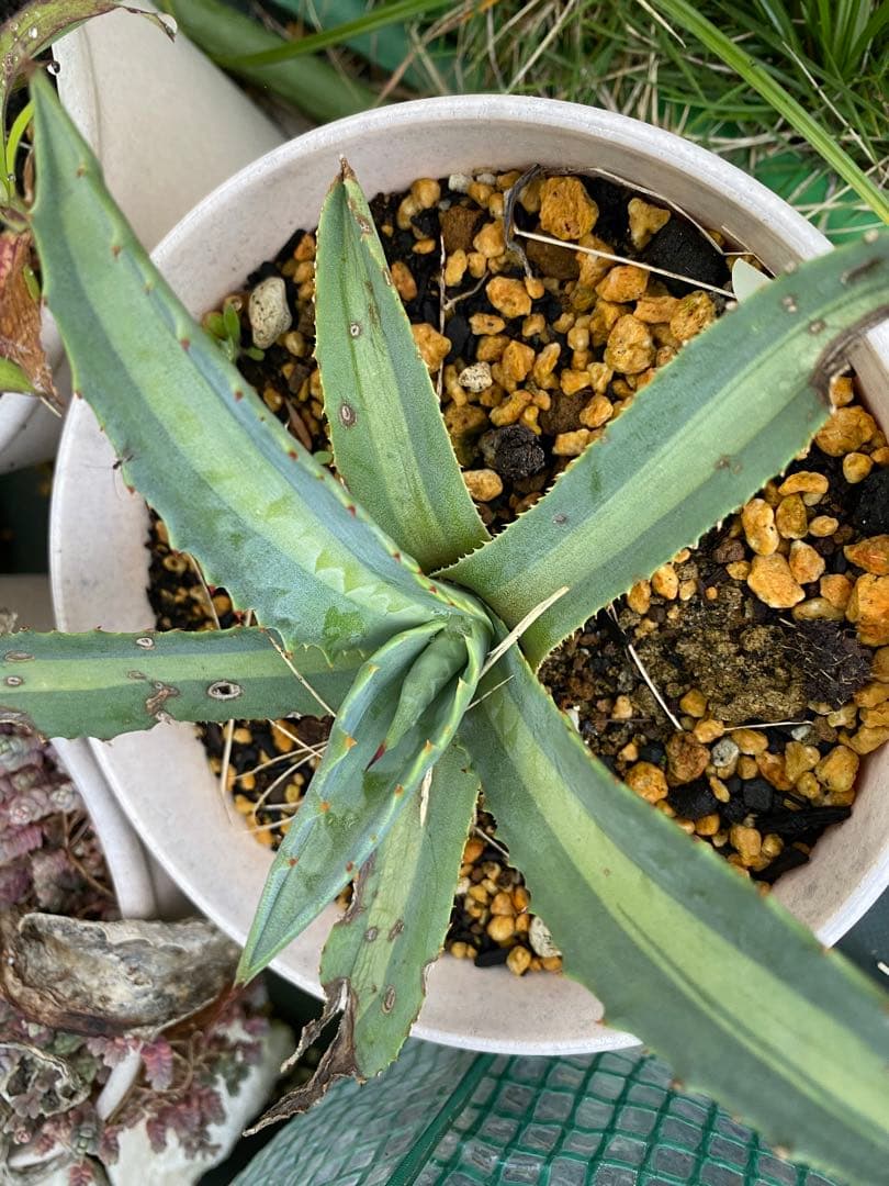 アガベ まとめて出品欲しいものコメント下さい