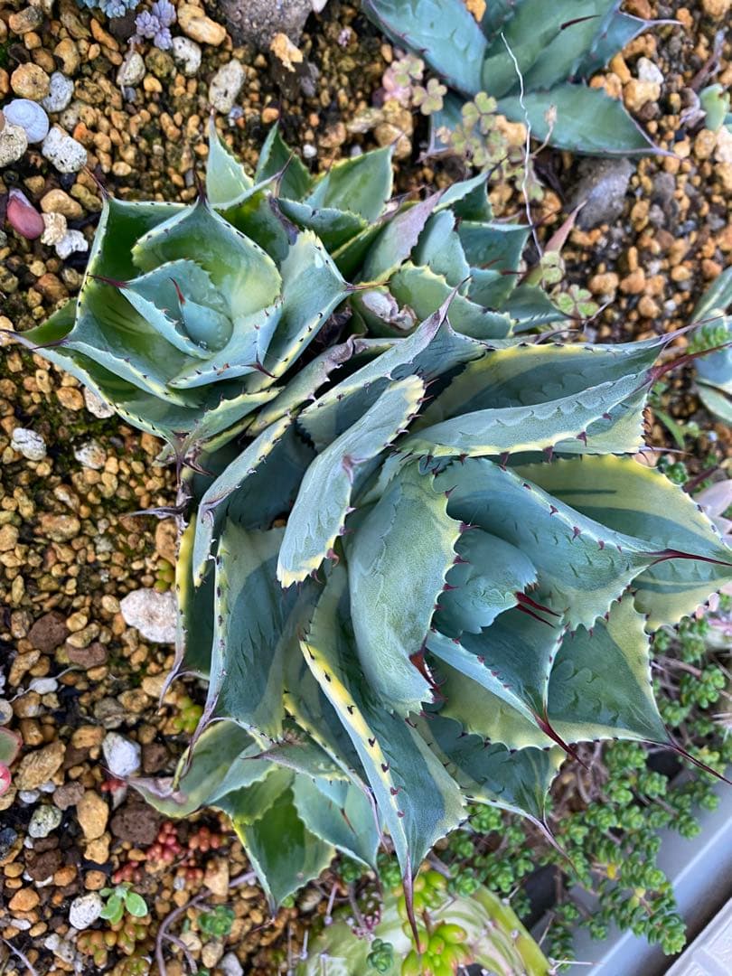 アガベ まとめて出品欲しいものコメント下さい