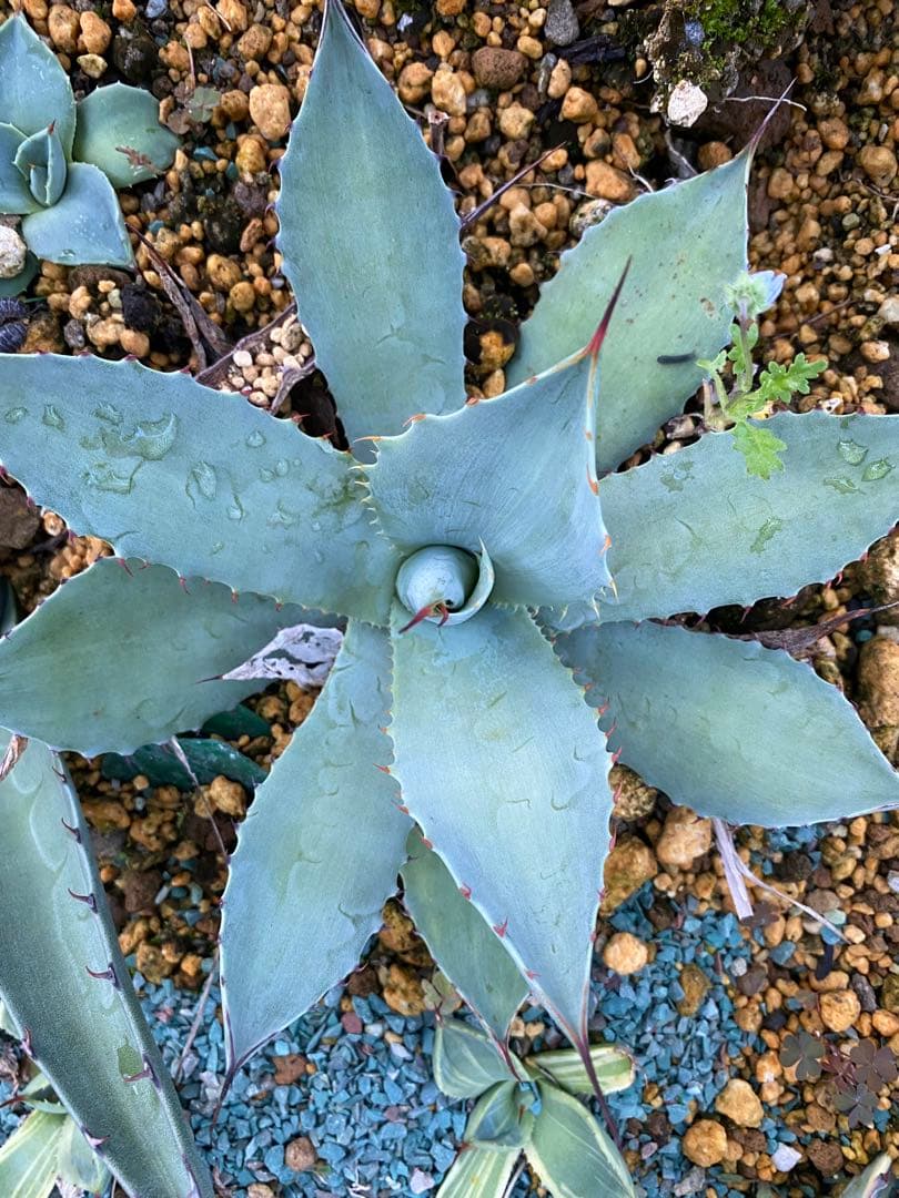 アガベ まとめて出品欲しいものコメント下さい