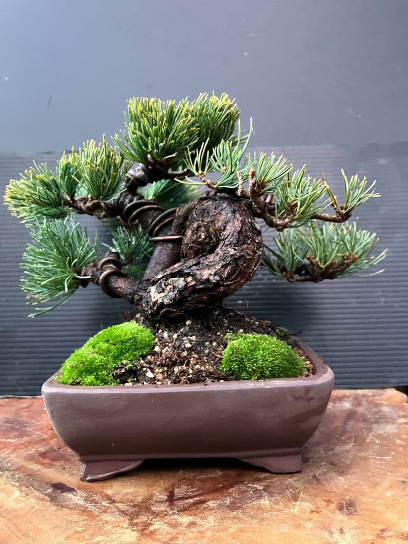 銀八房五葉松、小品盆栽、捻転曲芸！