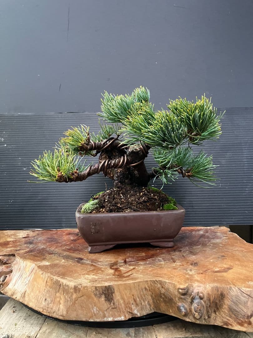 銀八房五葉松、小品盆栽、捻転曲芸！