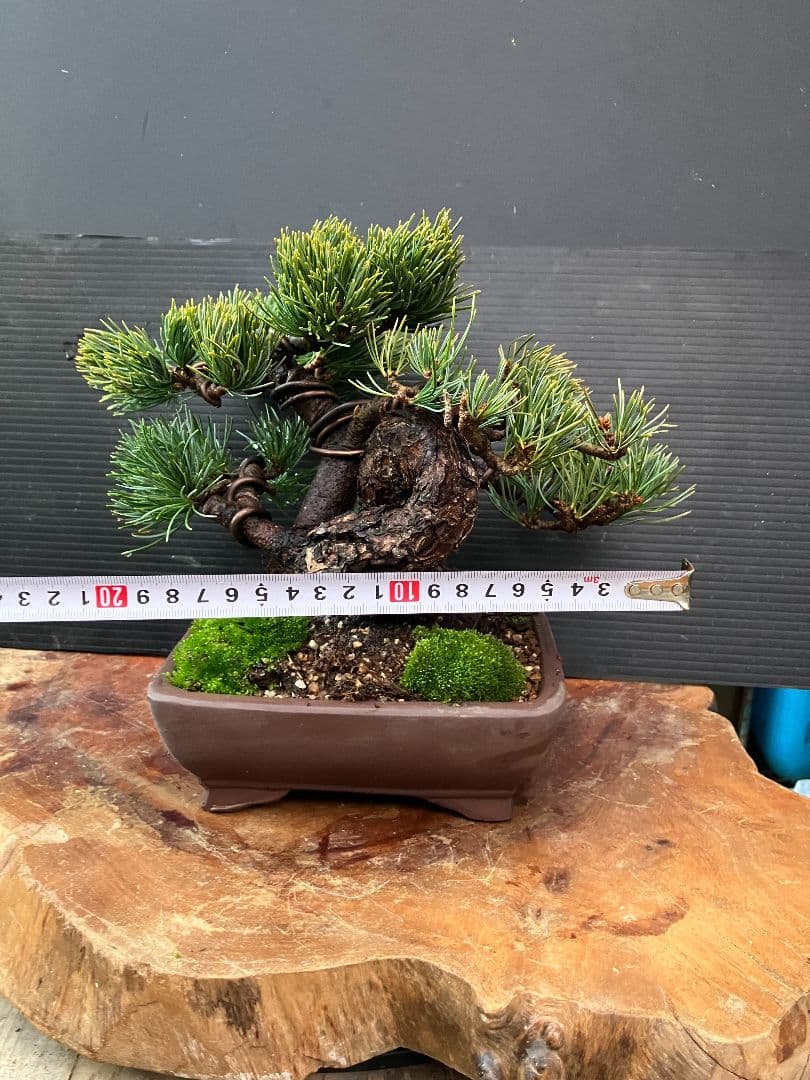 銀八房五葉松、小品盆栽、捻転曲芸！