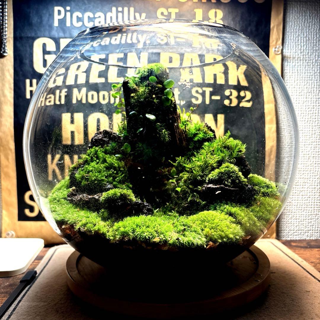 ❣️苔アート❣️屋久島の大木❣️直径25㎝❣️巨大テラリウム❣️送料込み❣️