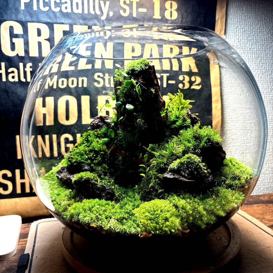 ❣️苔アート❣️屋久島の大木❣️直径25㎝❣️巨大テラリウム❣️送料込み❣️