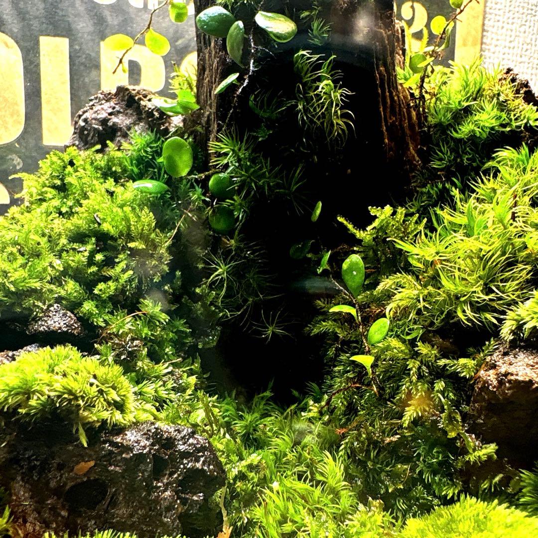 ❣️苔アート❣️屋久島の大木❣️直径25㎝❣️巨大テラリウム❣️送料込み❣️