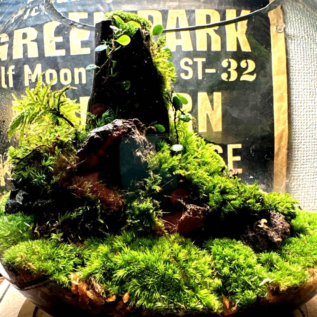 ❣️苔アート❣️屋久島の大木❣️直径25㎝❣️巨大テラリウム❣️送料込み❣️
