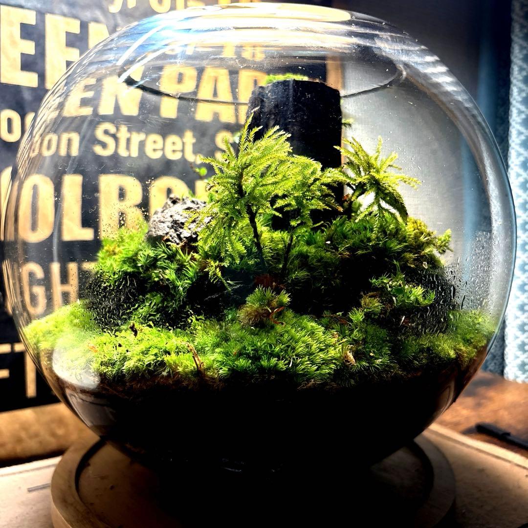 ❣️苔アート❣️屋久島の大木❣️直径25㎝❣️巨大テラリウム❣️送料込み❣️