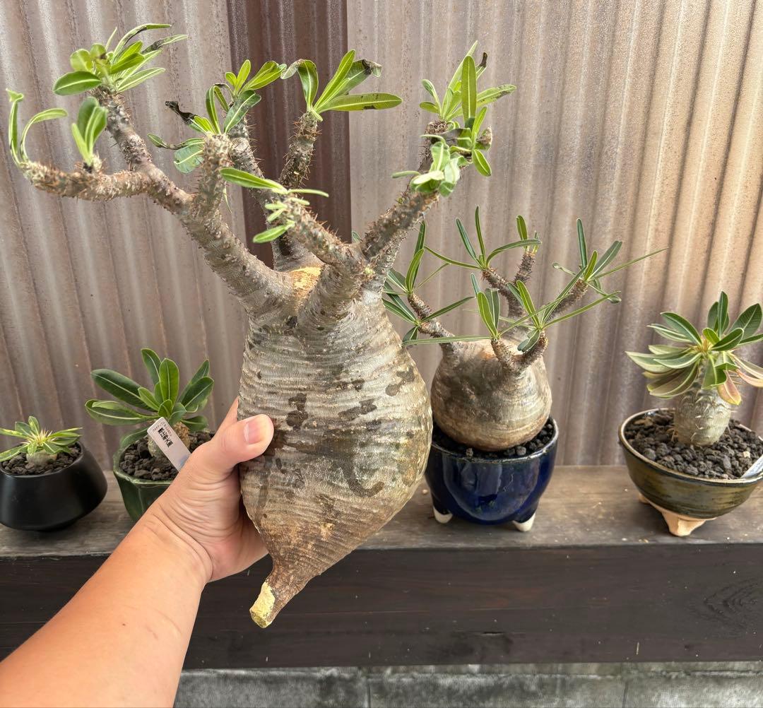 パキポディウムグラキリス　グラキリス　塊根植物　現地球　発根済み　大株　塊根