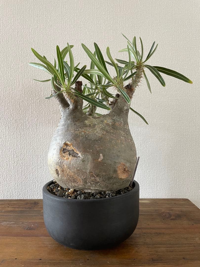 【現地／発根済】パキポディウム　グラキリス（塊根植物）ODDROOTS管理株