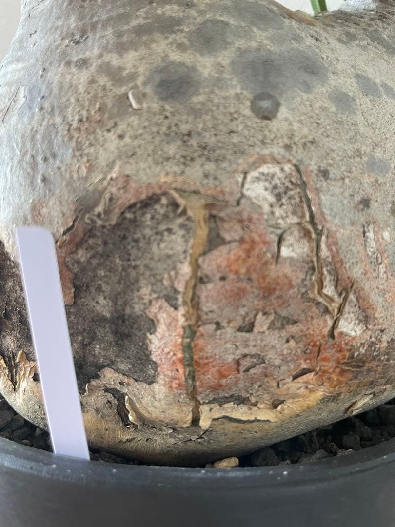 【現地／発根済】パキポディウム　グラキリス（塊根植物）ODDROOTS管理株