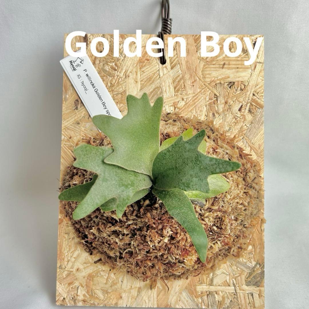 P. wilinckii Golden Boy spore【15】