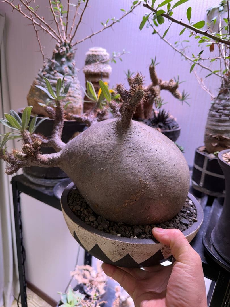 塊根植物パキポディウム グラキリス 超美株