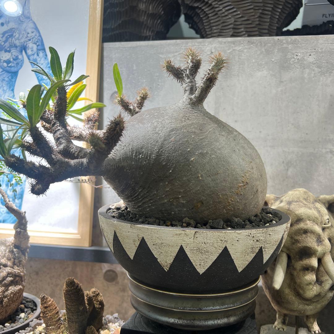 塊根植物パキポディウム グラキリス 超美株