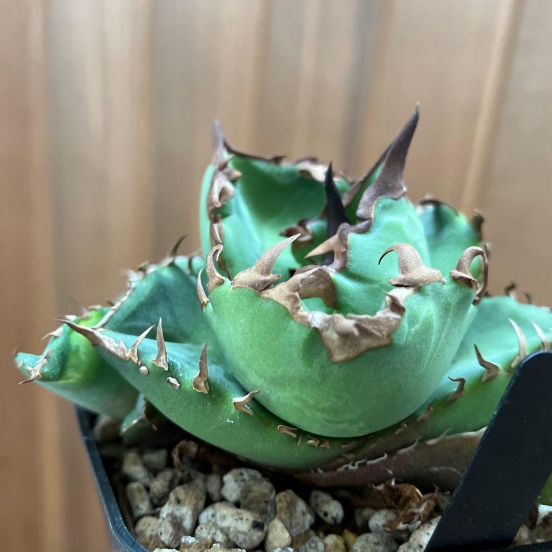 【初売りセット13】103 TC2株　アガベ　翼竜　白豪刺　太棘　鉢ごと発送