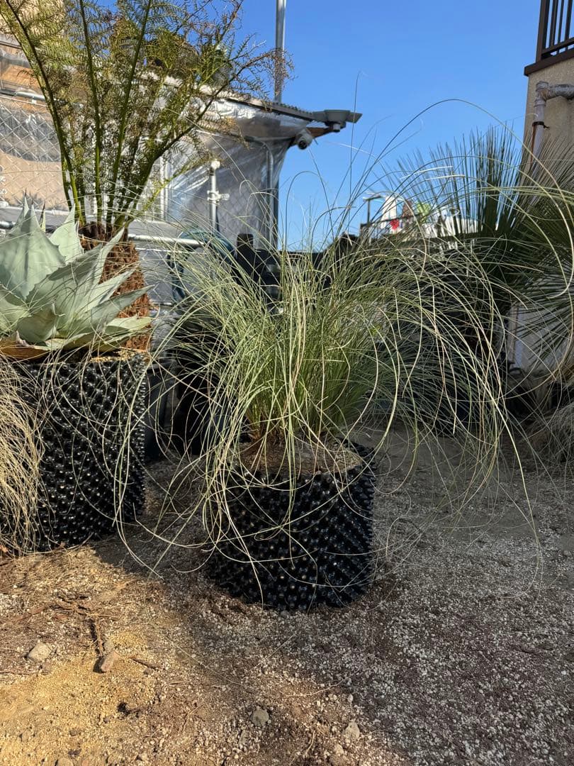 カリバナスフーケリー