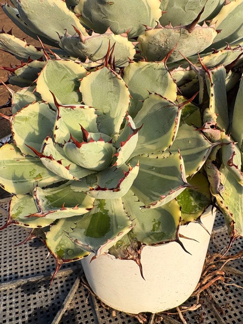 アガベ 吉祥冠錦　2子株付き