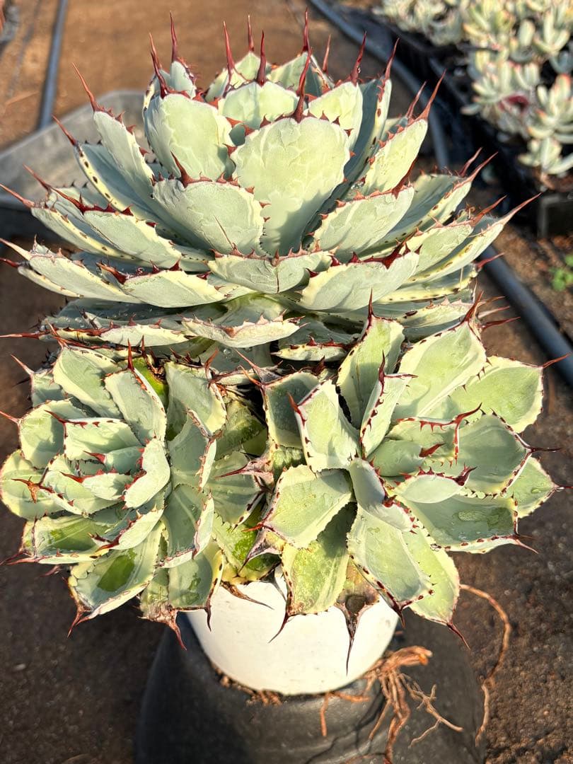 アガベ 吉祥冠錦　2子株付き