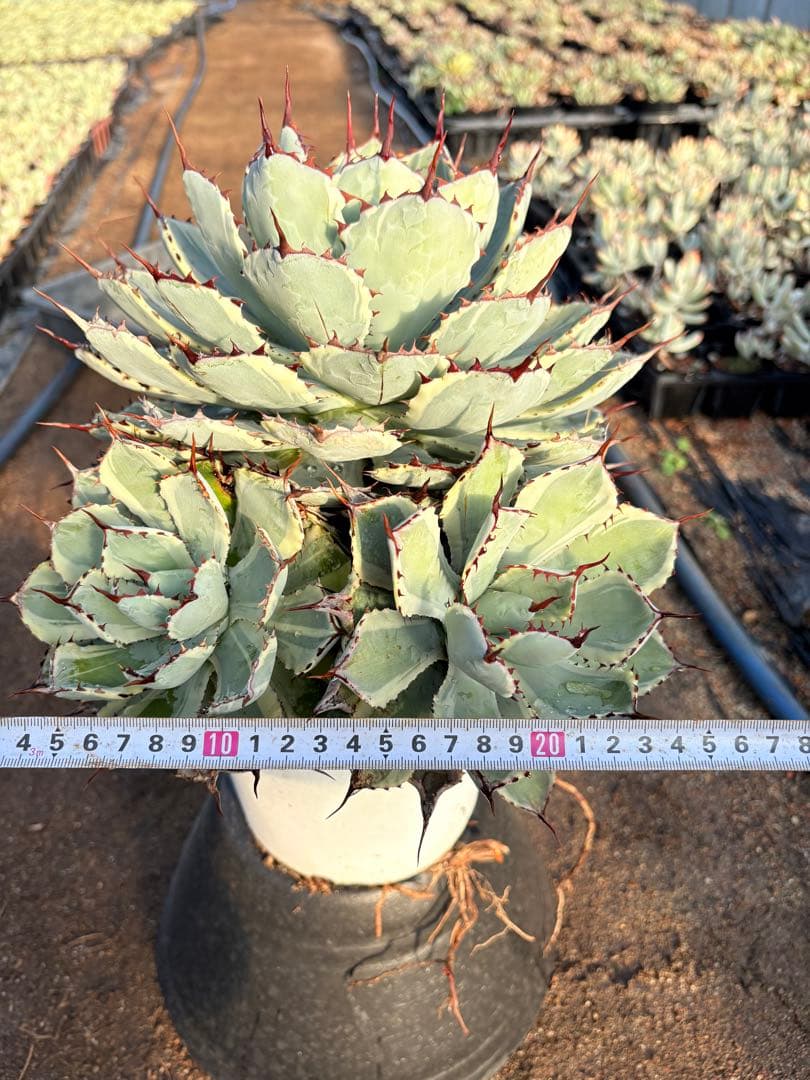 アガベ 吉祥冠錦　2子株付き