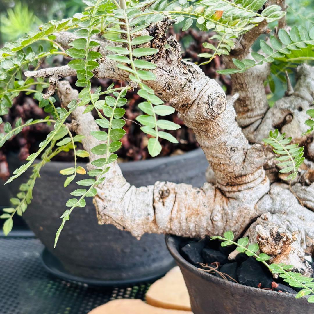 短期間限定超特価！ 低重心 大株 ボスウェリア ネグレクタ 現地球 船串篤司