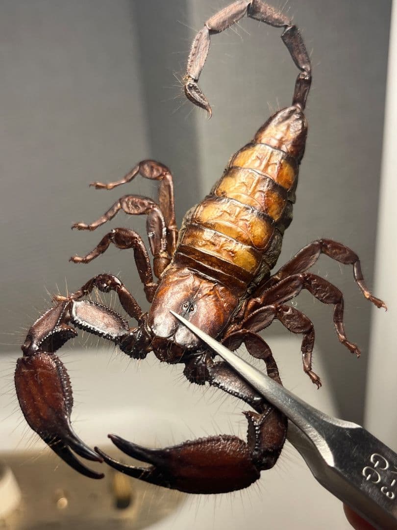 【極美標本】フラットロックスコーピオン 全長9cm程サソリムカデタランチュラ