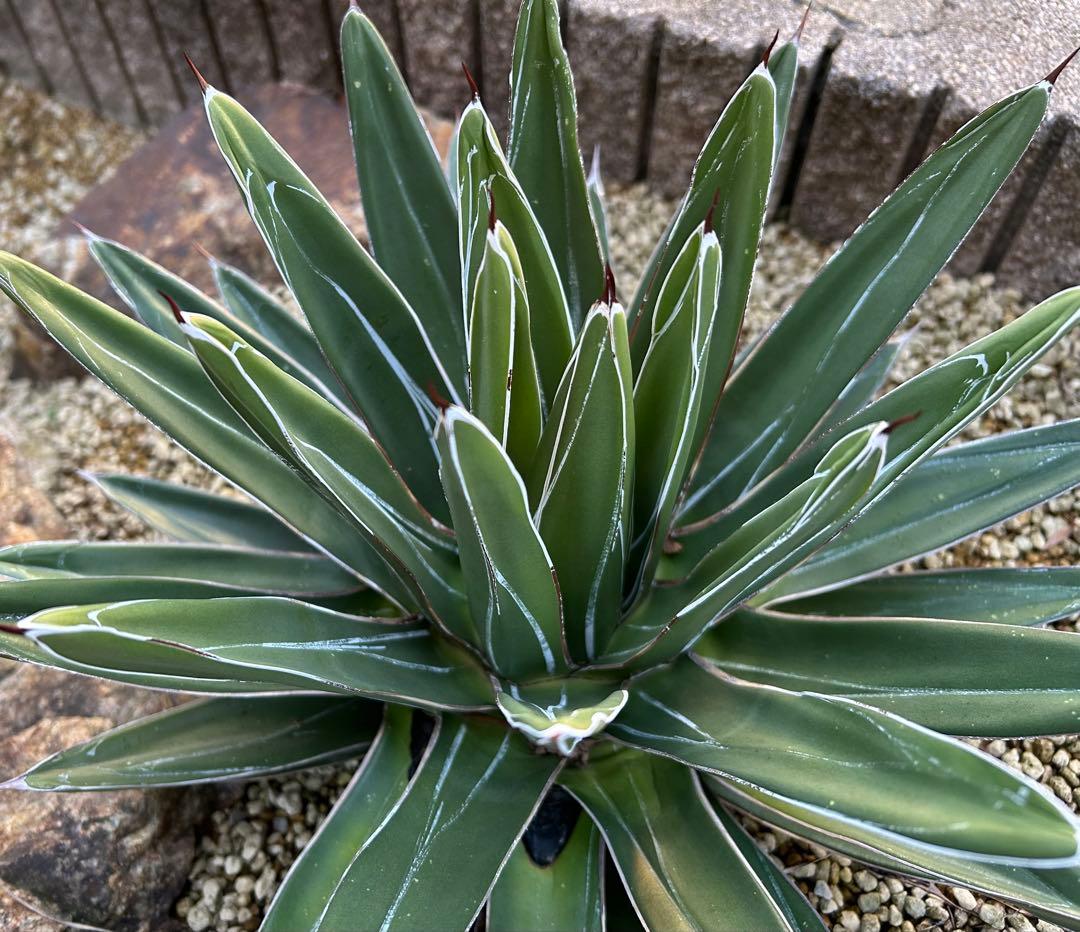 大株　アガベ　笹吹雪　ニッケルシー　40cm