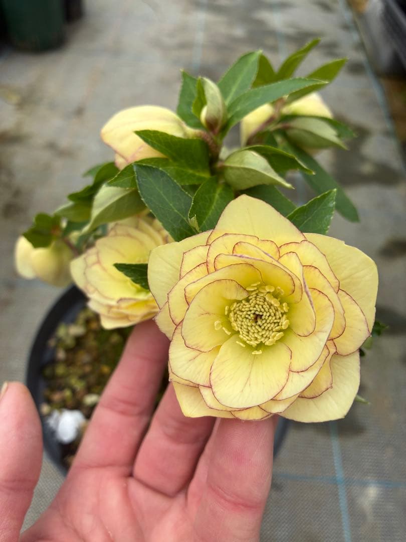 クリスマスローズ　クリーム色ピコティ　６寸