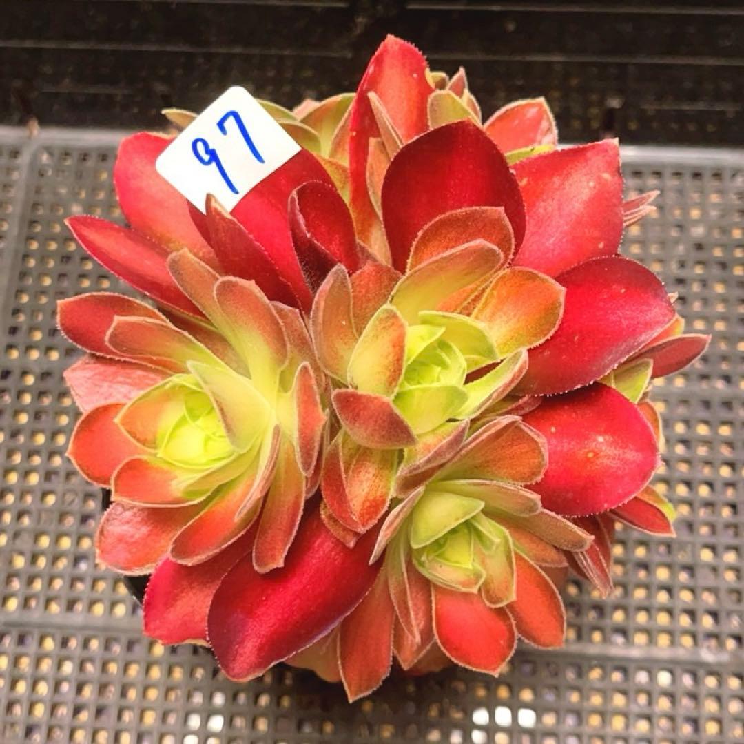 97#多肉植物アエオニウム❤️サラダボール中斑錦❤️6大頭12cm 拔き苗